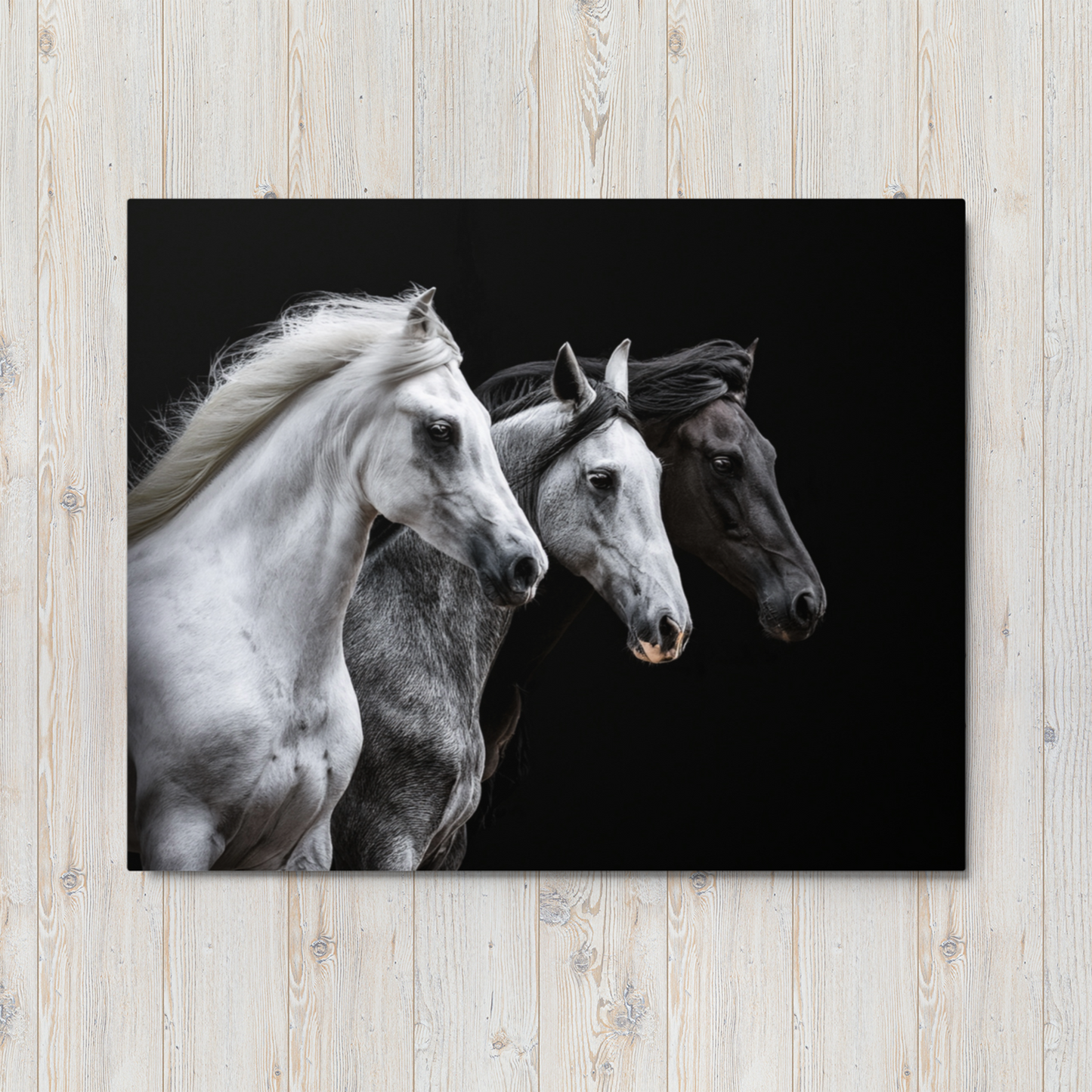 Metal prints of a Beautiful Trio of Horses!!